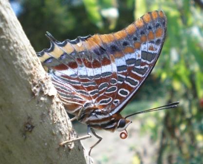 Charaxes jasius in Umbria